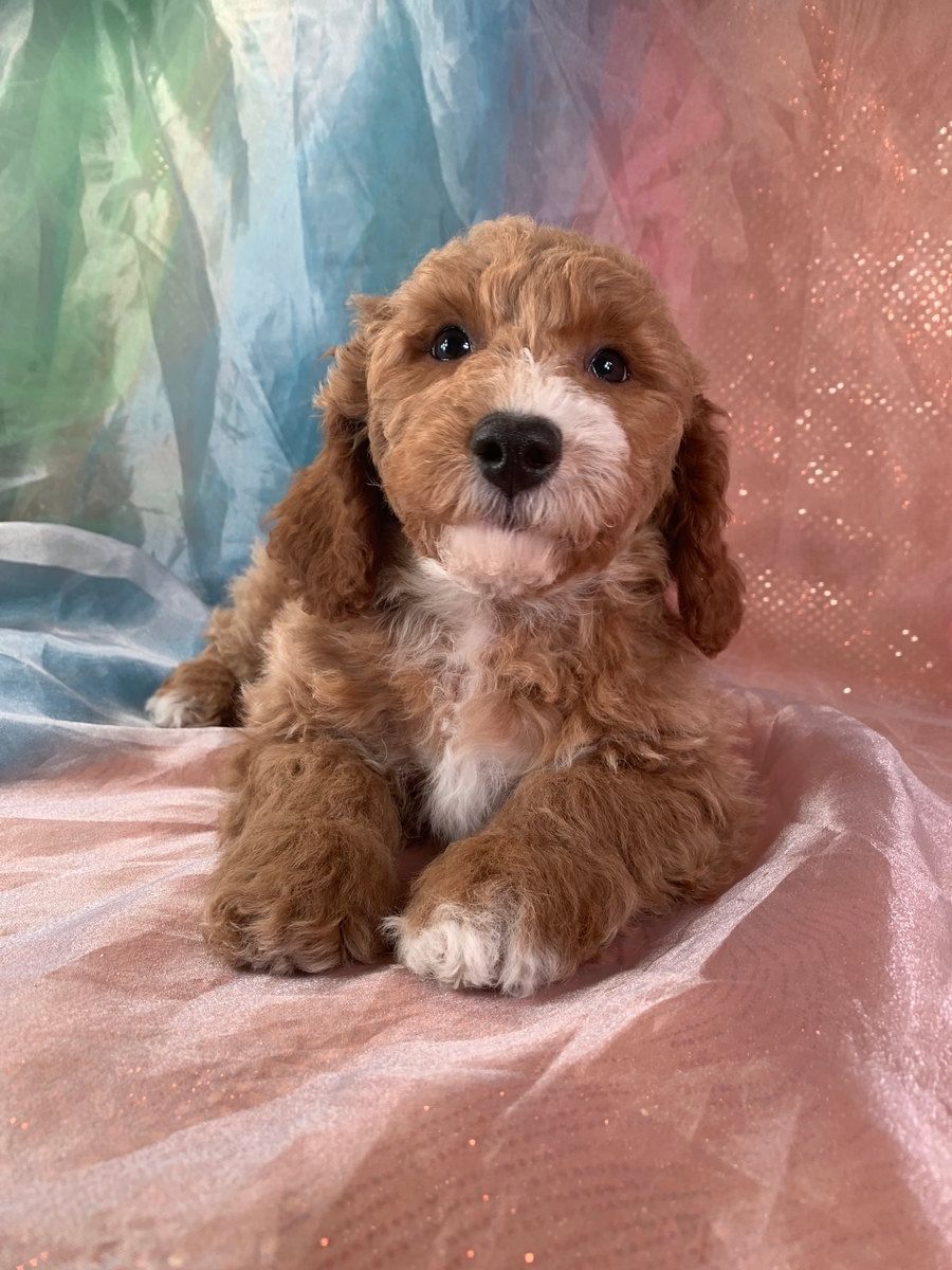 Male Bichon Poo DOB 11-22-2021 $1200